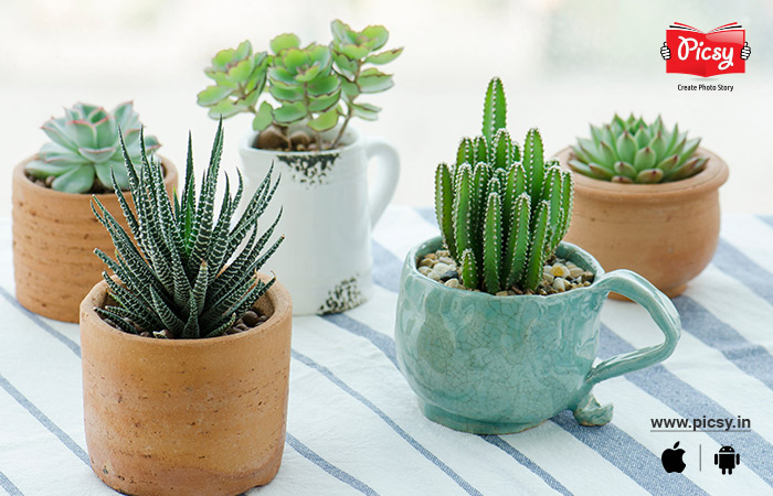 Indoor Plants as a Christmas Gift