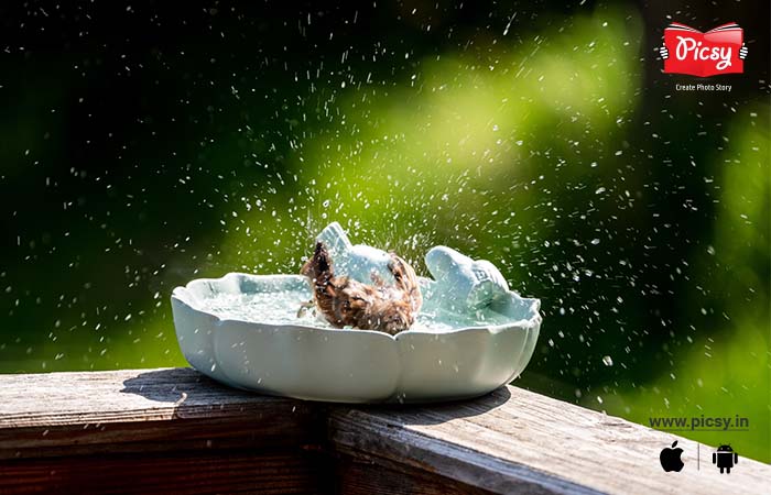 Homemade Birdbath Container