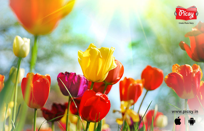 Colorful Flowers