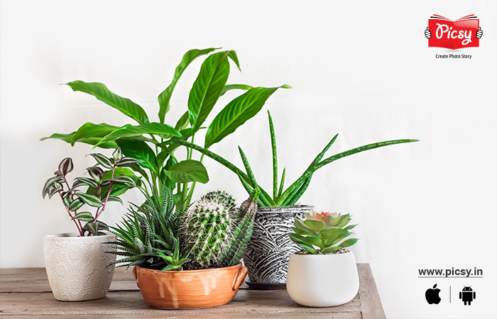 Indoor Plants