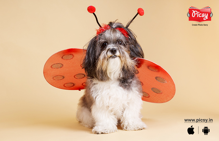 Dog Costume Photography