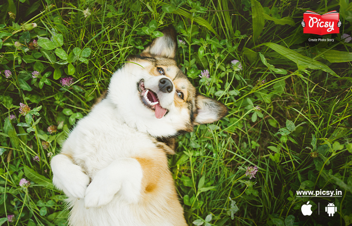 Outdoor Adventure Photography of Dog