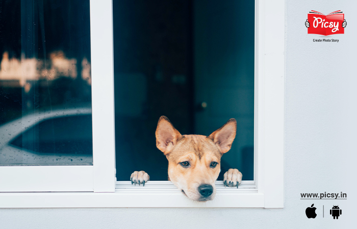 Lazy Candid Moments Photography of Dog